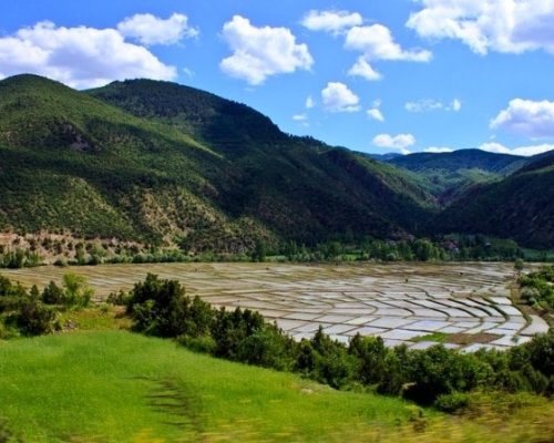 tosya-pirinc-tarlasi-2
